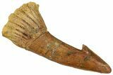 Fossil Sawfish (Onchopristis) Rostral Barb - Morocco #351710-1